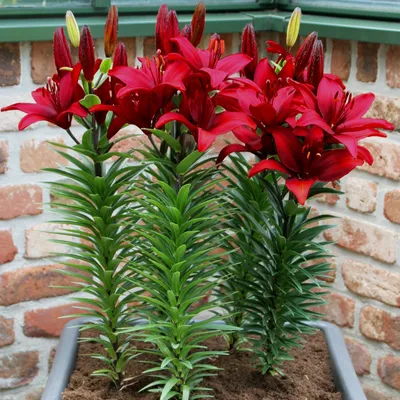 Produktbild von Asiatische Zwergilie Lilium Zwiebel Blumen Asiatische Zwergilie Cavoli 1 St.