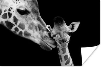 Produktbild von MuchoWow® Poster Tiere - Schwarz - Weiß - Giraffe - Porträt 120x80 cm - Bilder
