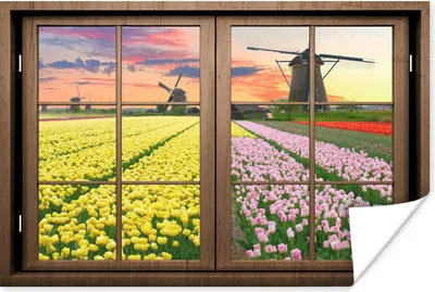 Produktbild von MuchoWow® Poster Ansicht - Mühle - Tulpen 180x120 cm - Fotoplakat