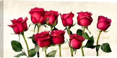Produktbild von Leinwandbilder, moderne Blumen - Teo Rizzardi - A Rose is a Rose is a Rose - 120 x 60 cm