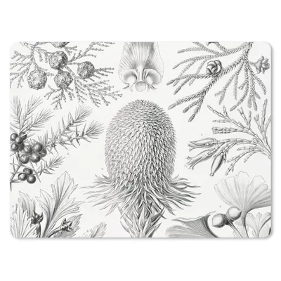 Produktbild von MuchoWow® Mauspad Mousepad Koniferen - Ernst Haeckel - Kunst - Retro - Illustration - Natur 23x19 cm - Mousepads - Maus Mat - Pad - Mausunterlage - Schreibtischunterlage - Mauspad