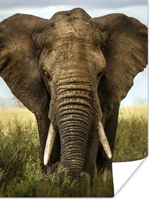 Produktbild von MuchoWow® Poster Elefant - Natur - Gras - Tiere - Landschaft 120x160 cm - Wandbilder