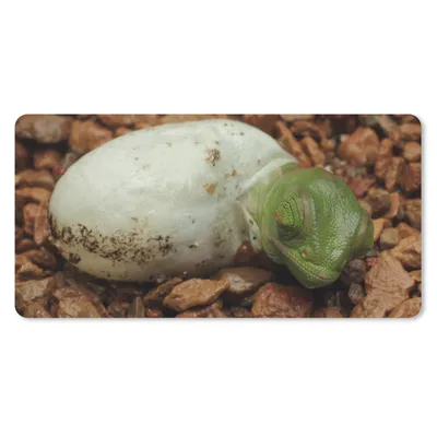 Produktbild von MuchoWow® Mauspad Mousepad Tier - Chamäleon - Ei 60x30 cm - Mousepads - Maus Mat - Pad - Mausunterlage - Nachhaltig