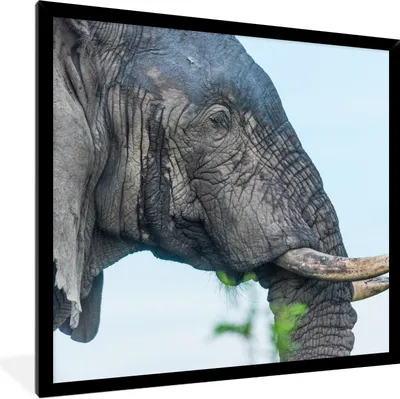 Produktbild von MuchoWow® Gerahmtes Poster Nahaufnahme eines afrikanischen Elefanten 40x40 cm - Poster mit Schwarzem Bilderrahmen Wandposter Rahmen Foto Bilder - Mit Rahmen - Wanddekoration Schlafzimmer
