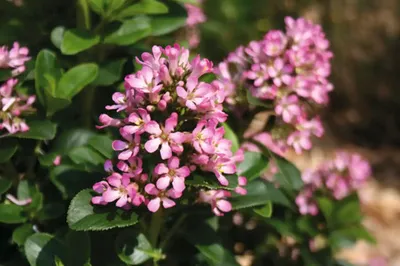 Obrázek produktu pro Zábluda, eskalonie na kmínku FloraSelf Escallonia ‘Pink Elle‘ výška kmene 50 cm květináč 3 l