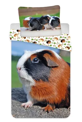 Zdjęcie produktu dla Jerry Fabrics pościel dziecięca z dwustronnym motywem świnki morskiej, poszwa na kołdrę 140x200 cm, poszewka na poduszkę 70x90, 100% bawełna, zamek błyskawiczny, wielokolorowa, 20BS411