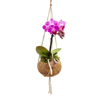Obrázok produktu pre Kokodama Phalaenopsis (S)