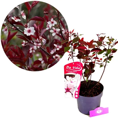 Produktbild von Prunus x cistena, Zierpflaume, 3-Liter-Topf