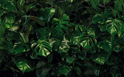 Immagine prodotto di Sanders & Sanders fotomurale foglie verde 400 x 250 cm