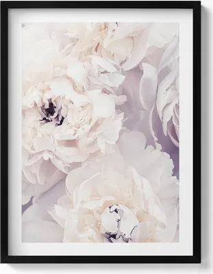 Produktbild von Zarte Pfingstrosenblüten– Wandbild mit Rahmen – Gerahmtes Bild  – Wanddekoration – 60x80 cm –  Schwarz Rahmen