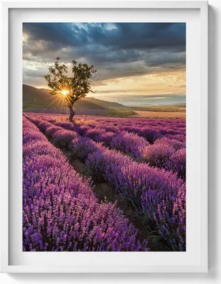 Produktbild von Landschaft eines Lavendelfeldes– Wandbild mit Rahmen – Gerahmtes Bild  – Wanddekoration – 60x80 cm –  Weiß Rahmen