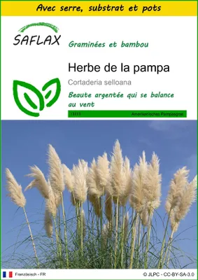 Image de SAFLAX Ensemble de culture - Herbe de la pampa - 200 graines - Cortaderia