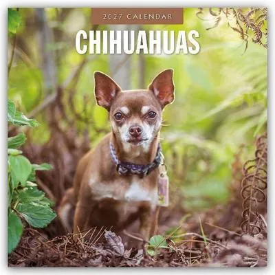 Immagine prodotto di Chihuahua - Calendario 2027 con immagini di Chihuahua (calendario di 16 mesi)