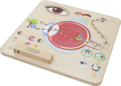 Image de MASTERKIDZ Tableau éducatif « Le sens de la vue » Montessori