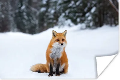 Produktbild von MuchoWow® Poster Fuchs - Schnee - Wald 30x20 cm - Plakate - Print