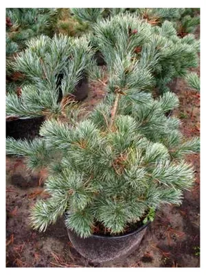 Produktbild von Japanische Mädchenkiefer Negishi Pinus parviflora 50-60 cm im 7,5 Liter Pflanzcontainer