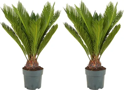 Two potted Cycas Revoluta plants against a white background.