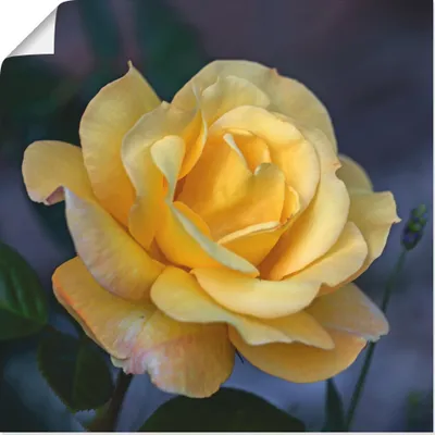 Produktbild von ARTland Poster Gelbe Rose Größe: 50x50 cm