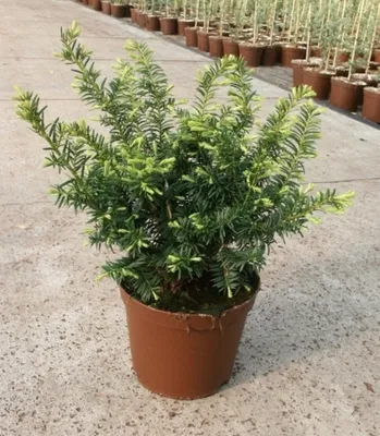 Produktbild von Taxus baccata Summergold - Goldeibe Summergold - 30-40