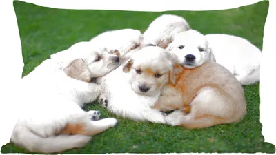 Produktbild von MuchoWow® Zierkissen Sofakissen Wohnzimmer Dekokissen 50x30 cm Tiere - Welpen - Hunde - Wohnzimmerdekoration - Polster mit Photo