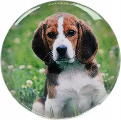 Produktbild von Glasmagnet Hundemotiv 4cm - Dekorativer Kühlschrankmagnet für Tierliebhaber - Starker Pinnwand Magnet