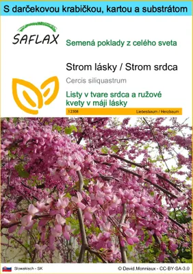 Obrázok produktu pre SAFLAX Darčeková sada - Strom lásky / Strom srdca - Cercis siliquastrum - 60 Semená - S darčekovou krabičkou, prepravným štítkom, darčekovou kartou a pestovateľským médiom