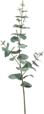 Produktbild von künstlicher Eucalyptus Blätterzweig H. 68cm grün Emerald Kunstblumen