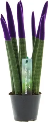 A potted Sansevieria Cylindrica plant with purple tips on its leaves, displayed against a white background.