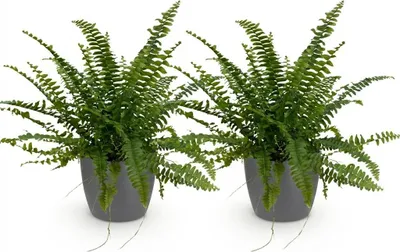 Produktbild von Nephrolepsis Exaltata Green Lady Farn Haustierfreundliche Grünpflanze 2er Set