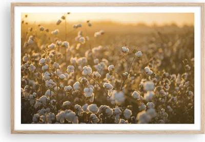 Produktbild von Gerahmtes Poster - Rahmen in heller Eiche - Baumwolle Feld Acker - 91,5x61 cm - Wand Bild - Wanddeko - Wandbilder - Wandposter - Bilderrahmen - Bilder - Kunstdruck - Wandbild - P2NAA91x61-4299