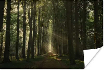 Produktbild von MuchoWow® Poster Waldweg - Sonnenstrahlen - Horizont - Bäume - Wald 60x40 cm - Schlafzimmerdekoration