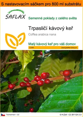 Obrázek produktu pro SAFLAX Garden in the bag - Trpasličí kávový keř - Coffea arabica nana - 8 Semena - S pěstebním substrátem v praktickém samovztyčovacím sáčku