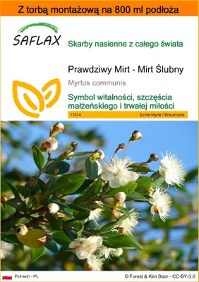 Zdjęcie produktu dla SAFLAX - Garden in the bag - Prawdziwy Mirt - Mirt Ślubny - 30 Nasiona - Z podłożem uprawowym w praktycznej, samorozkładającej się torbie - Myrtus communis