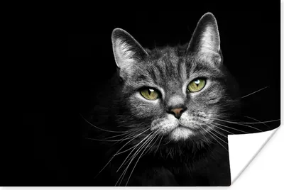 Produktbild von MuchoWow® Poster Haustiere - Katze - Tiere - Schwarz - Weiß 60x40 cm - Schlafzimmerdekoration