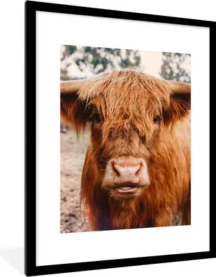 Produktbild von MuchoWow® Gerahmtes Poster Kuh - Schottischer Hochländer - Hörner - Braun - Landschaft 60x80 cm - Poster mit Schwarzem Bilderrahmen Wandposter Rahmen Foto Bilder - Wohnzimmer - Dekorationen - Prämie