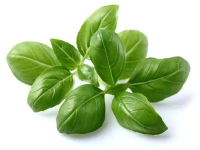 Obrázek produktu pro EMSA Click & Grow, Bazalka