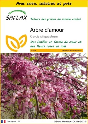 Image de SAFLAX Ensemble de culture - Arbre d'amour - 60 graines - Cercis