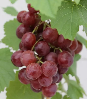 Produktbild von Vitis vinifera Red Flame Seedless - kernlose Weintraube - Tafeltraube