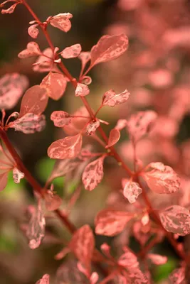 Produktbild von Berberis thunbergii 'Rosy Rocket', Heckenberberitze, rot, 30–40 cm