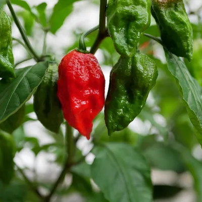 Produktbild von Bhut Jolokia-Chili (Capsicum chinense 'Bhut Jolokia') - 10 Samen
