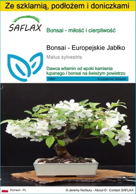 Zdjęcie produktu dla SAFLAX - Zestaw do uprawy - Bonsai - Europejskie Jabłko - 30 Nasiona - Z mini szklarnią, podłożem uprawowym i 2 doniczkami - Malus sylvestris