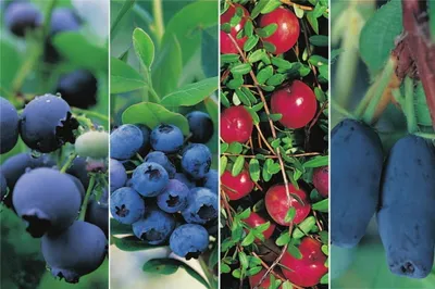 Produktbild von Heidelbeeren (Blaubeeren) 4er Kombination von Beerenobstpflanzen 2xHeidelbeerensorten, 1xKranichbeere & 1xKamtschatkabeere