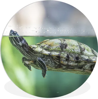 Produktbild von MuchoWow® Rundes Wandbild - Runde Bilder Nahaufnahme einer Schildkröte Ø 60 cm Kreis Wanddekoration Kunststoff - Wandkreis - Wandschmuck - Wand Kreis - Das Schlafzimmer - Die Bilder - Wandmalerei - Kunst für das Haus - das Plastik