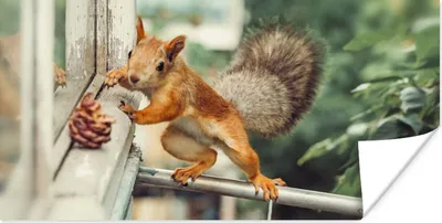 Produktbild von MuchoWow® Poster Eichhörnchen - Fenster - Herbst - Tannenzapfen 160x80 cm - Foto Poster