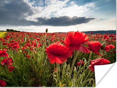 Produktbild von MuchoWow® Poster Mohnblumen vor einem dramatischen, stürmischen Himmel 120x90 cm - Wandbild