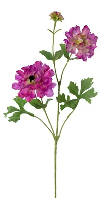 Produktbild von Künstlicher Ranunkelzweig ca. 71cm. Kunstblume Ranunkel. Pink