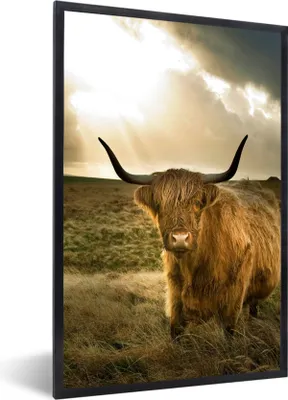 Produktbild von MuchoWow® Gerahmtes Poster Schottischer Hochländer - Sonne - Gras 60x90 cm - Poster mit Schwarzem Bilderrahmen Wandposter Rahmen Foto Bilder - Kunst