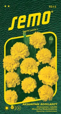 Produktbild von Samen - STUDENTENBLUME ´PETIT´ gelb