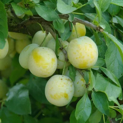 Produktbild von Terrassenobst Pflaume Kleinobst Balkon Terrasse Pflaumenbaum Obst viele Sorten, Terrassenobst:Pflaume Oullins Reneclode