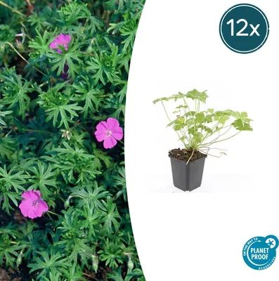 Obrázok produktu pre Pôdopokryvné rastliny – Geranium sanguineum 'Tiny Monster' – 9 cm kvetináč – Sada 12 rastlín